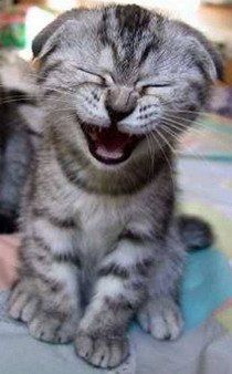 Süßes Katzenbaby lacht