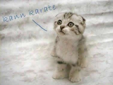 Süßes Katzenbäby kann Karate