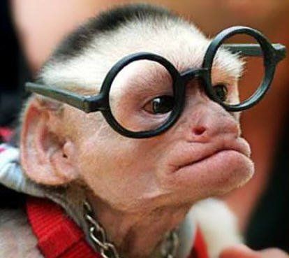 Lustiger Affe trägt Brille