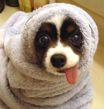 Süßer Hund in Handtuch eingewickelt