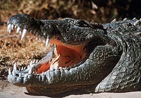 Krokodil hat gefährliche Zähne