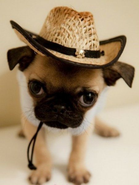 Kleiner Schoßhund möchte auch ein Cowboy sein