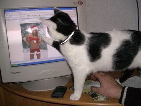 Katze sieht Weihnachtsfrau auf dem Bildschirm