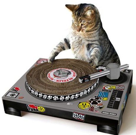 Katze gibt am Mischpult den DJ