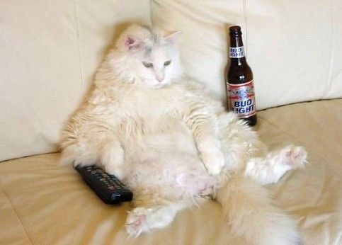 Fette Katze sitzt mit Bier vor dem TV