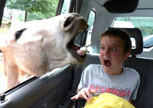 Pferd erschreckt Jungen im Auto