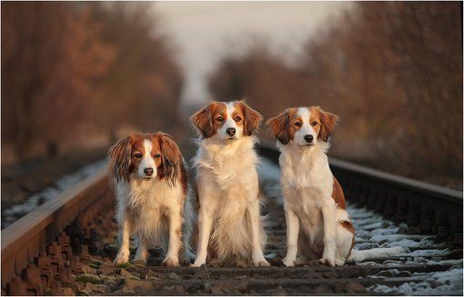Drei Hunde sitzen auf den Eisenbahngleisen