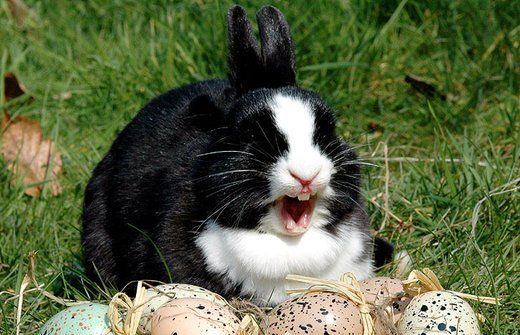 Kaninchen gähnt und zeigt die Zähne