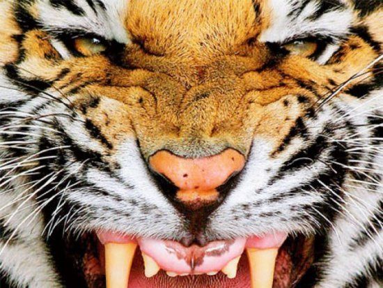 Tiger faucht und zeigt seine scharfen Zähne