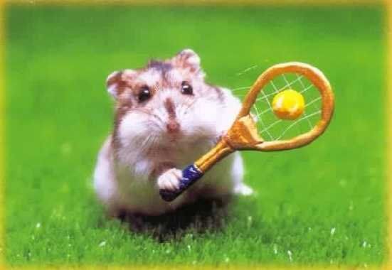 Kleiner Hamster mit Tennisschläger
