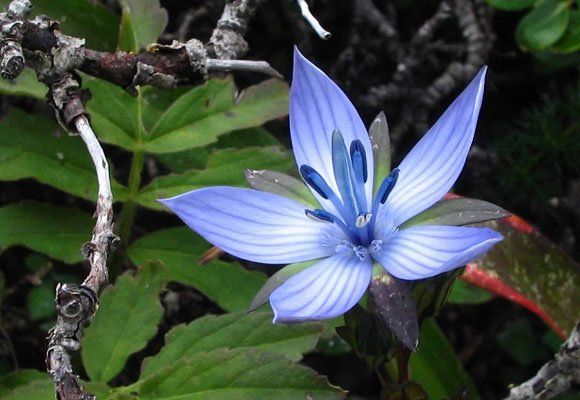 Blaue Blüte im Wald