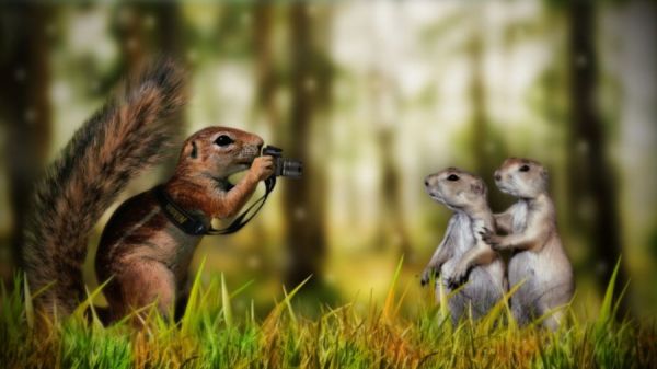 Eichhörnchen fotografiert zwei Erdmännchen