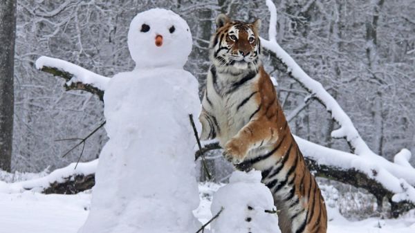 Echter Tiger posiert mit Schneemann
