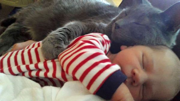 Katze umarmt Baby