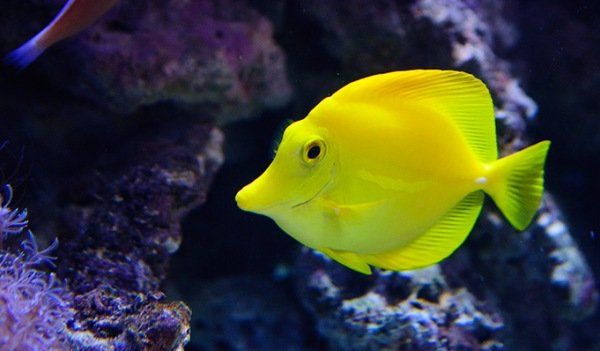 Leuchtend gelber Fisch