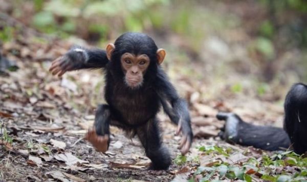 Kleiner Baby Schimpanse im Wald