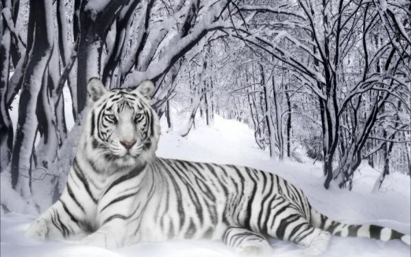 Weisser Tiger liegt im Schnee