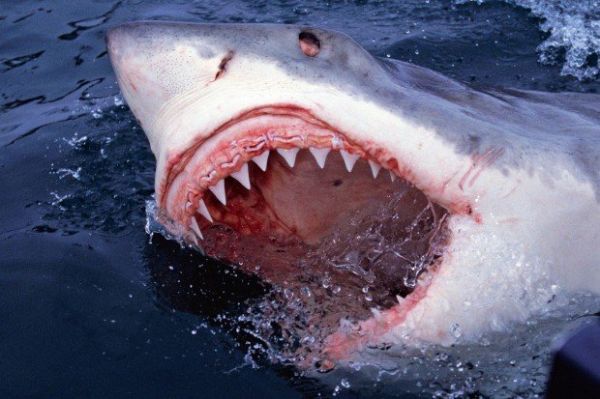Weißer Hai zeigt seine scharfen Zähne