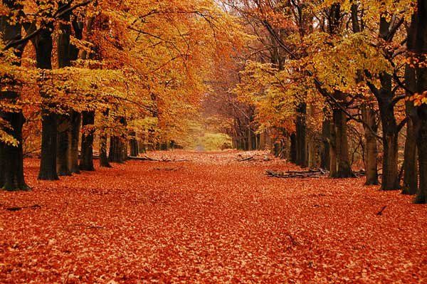 Herbstlicher Waldweg mit bunten Blättern