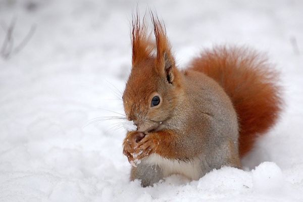 Eichhörnchen futtert im Schnee eine Nuss