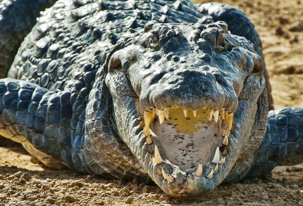 Krokodil reißt sein Maul auf
