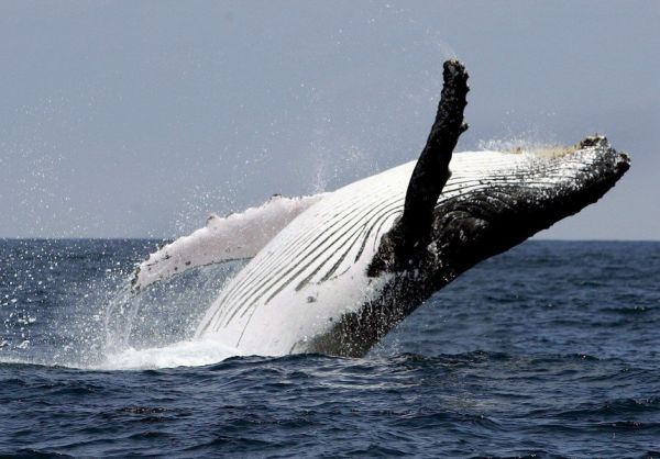 Riesiger Wal springt aus dem Meer