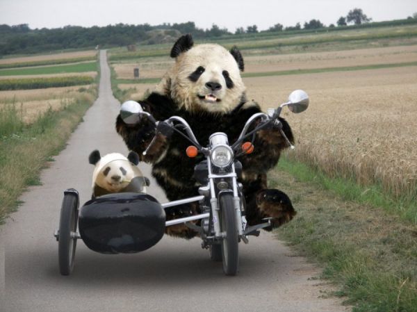 Panda fährt Motorrad und hat kleinen Panda im Beiwagen