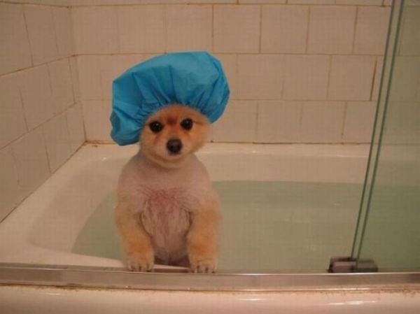 Kleiner Hund sitzt mit Bademütze in der Badewanne
