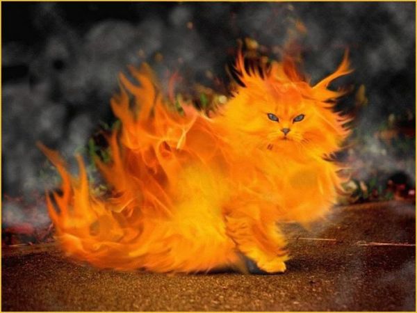Katze steht in Flammen