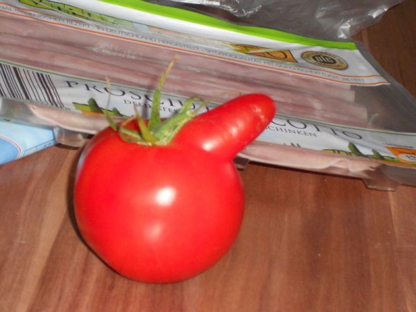 Tomate hat einen Penis