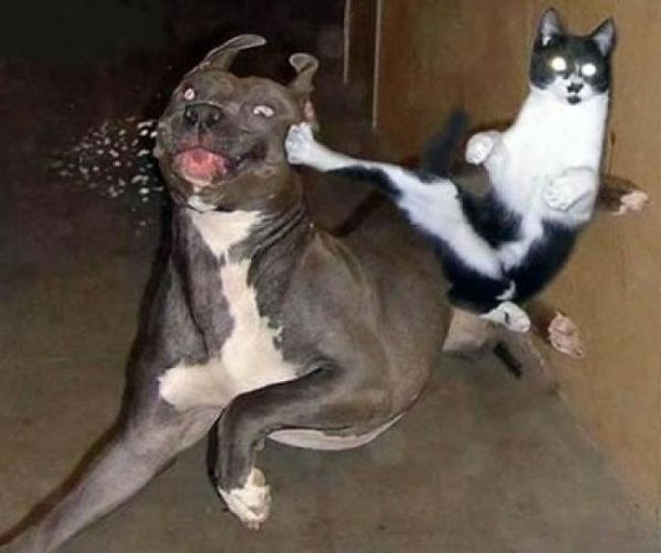 Katze macht Kung Fu Tritt gegen Hund
