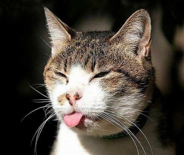 Katze streckt die Zunge raus