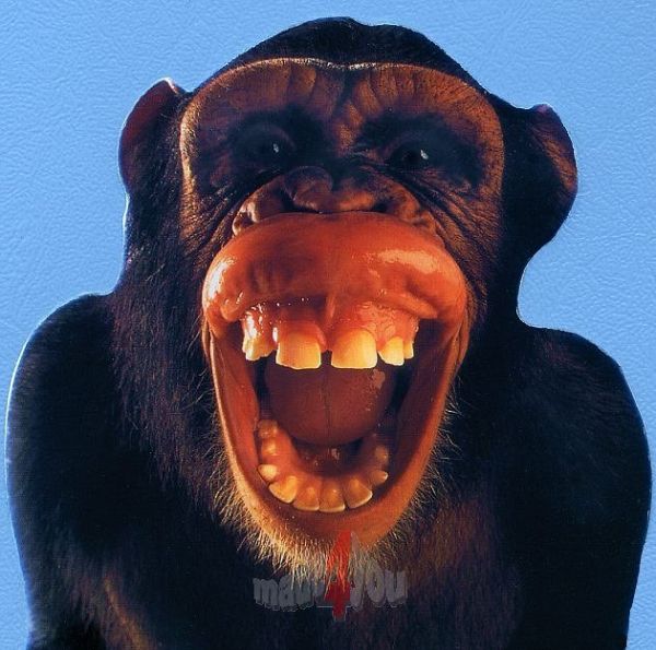 Schimpanse grinst und zeigt seine Zähne